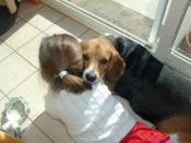Toby & Little Friend
