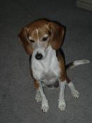 Mable