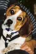 Rocky