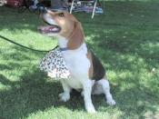Murphy