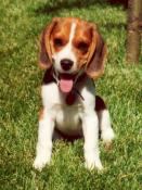 Bailey Boy Jones