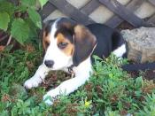 Cloe