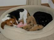 Strange Bedfellows