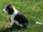 Cloe