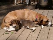 Lucy & Booster