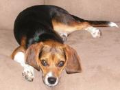 Oliver