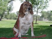 Beagle
