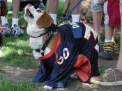 Bronco Beagle