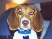 Sammy