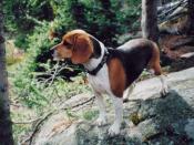 Maggie