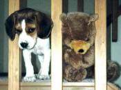 Beagle & Bear