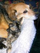 Beagle & Cat Buddies