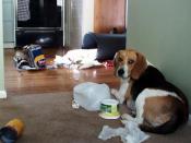 Henry's Garbage