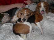 Sassy & Lilly