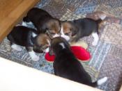 Zsa Zsa's 3 Week Old Puppies