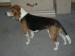 Mable